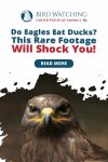 Do Eagles Eat Ducks? This Rare Footage Will Shock You! Thumbnail