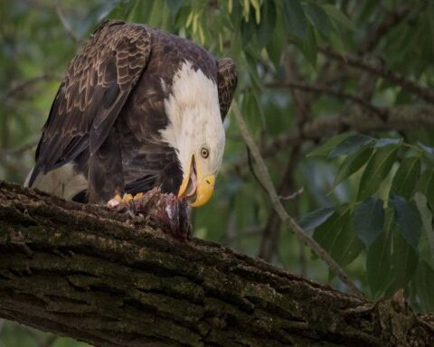 Do Eagles Eat Ducks? This Rare Footage Will Shock You!