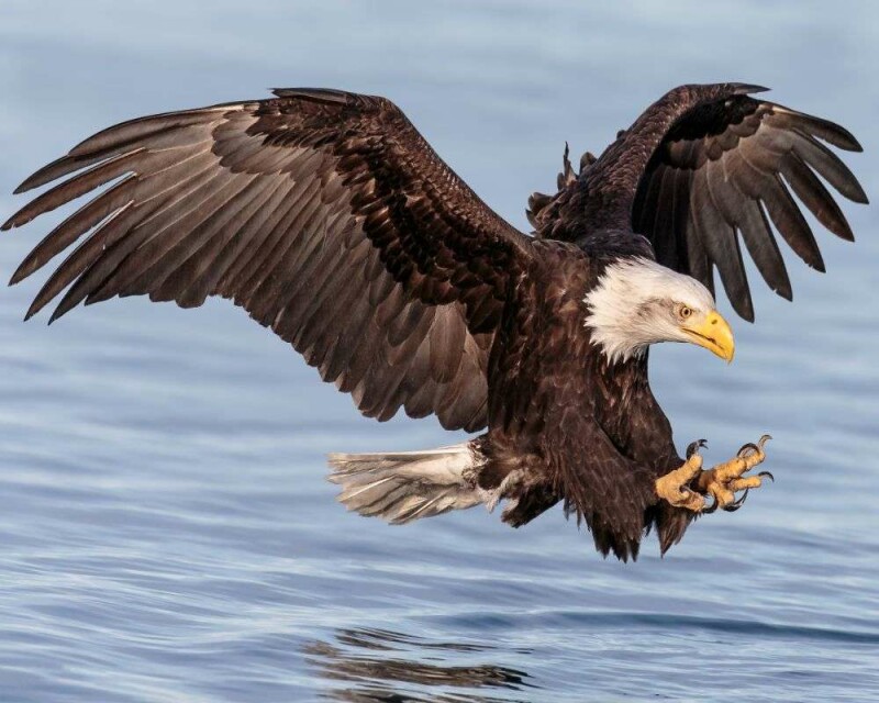 Do Eagles Eat Ducks? This Rare Footage Will Shock You!