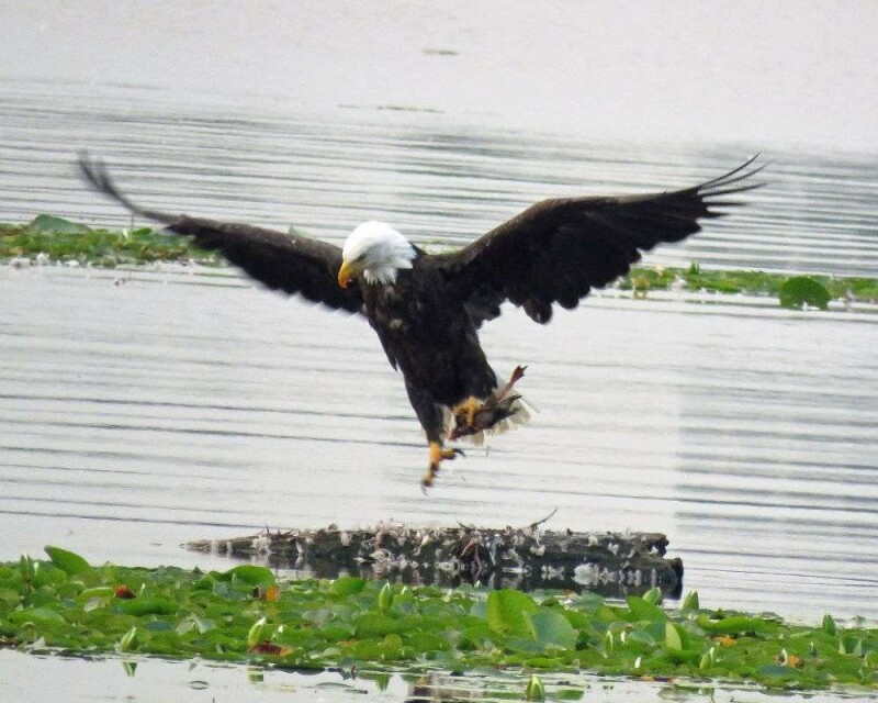 Do Eagles Eat Ducks? This Rare Footage Will Shock You!