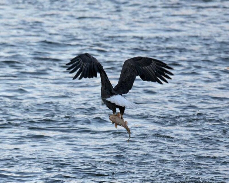 Do Eagles Eat Ducks? This Rare Footage Will Shock You!