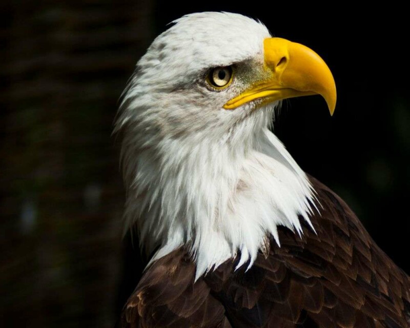 Do Eagles Eat Ducks? This Rare Footage Will Shock You!