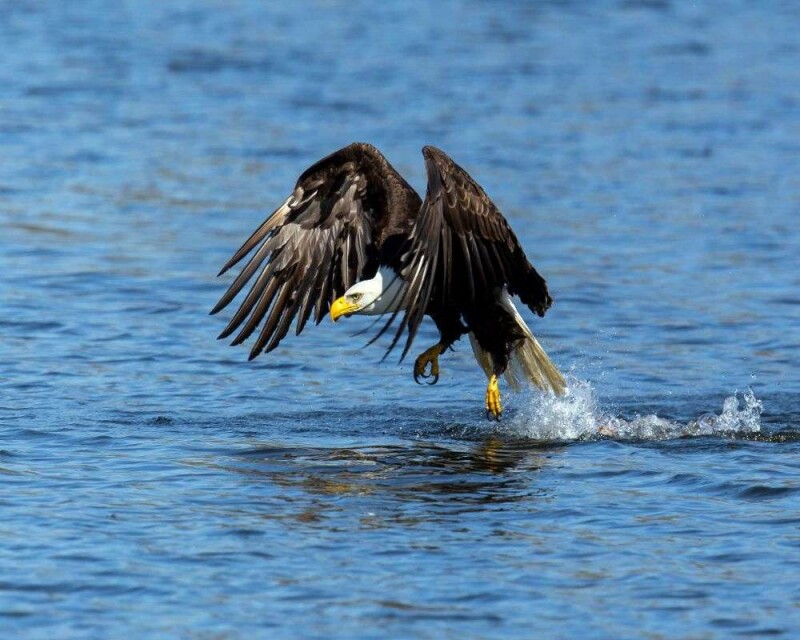 Do Eagles Eat Ducks? This Rare Footage Will Shock You!