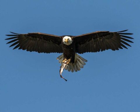 Do Eagles Eat Ducks? This Rare Footage Will Shock You!