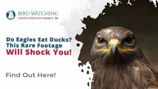 Do Eagles Eat Ducks? This Rare Footage Will Shock You!