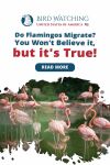Do Flamingos Migrate? You Won’t Believe It, But It’s True! Thumbnail