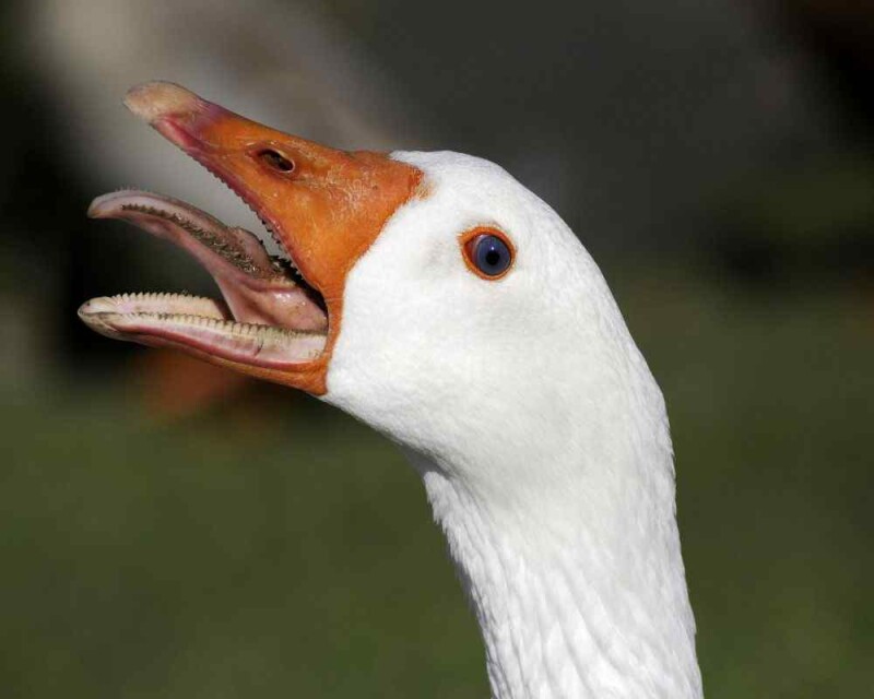 What?! Do Geese Really have Teeth?! [24 Awesome Pictures]