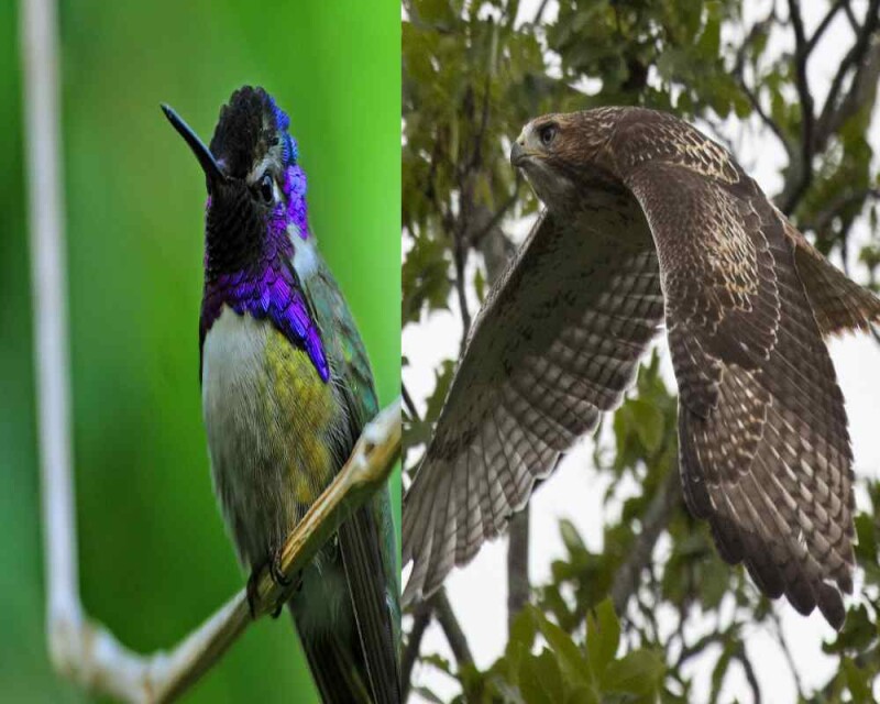 hummingbird predators hummingbird predators