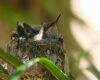 A hummingbird and its nest