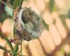 a hummingbird’s nest with eggs