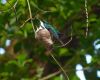 a hummingbirds nest at height