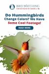 Do Hummingbirds Change Colors? We Have Some Cool Footage Thumbnail