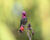 an annas hummingbird