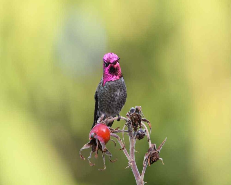 Do Hummingbirds Change Colors? We Have Some Cool Footage
