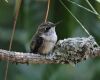 a baby hummingbird