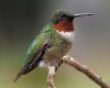 a colorful hummingbird