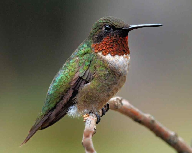 Do Hummingbirds Change Colors? We Have Some Cool Footage