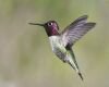 a pink and grey colored hummingbird