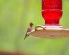 a ruby throated hummingbird