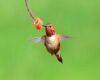 a rufous hummingbird