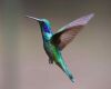 hummingbird in stunning colors