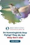Do Hummingbirds Stop Flying? They Do, But They Don't Die! Thumbnail