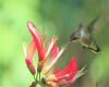 hummingbird-feeding-on-flower