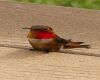 hummingbird on ground
