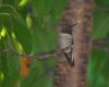 a hummingbird perching