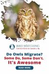 Do Owls Migrate? Some Do And Some Don’t! It’s Awesome. Thumbnail