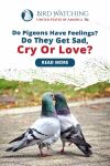 Do Pigeons Have Feelings? Do They Get Sad, Cry, Or Love? Thumbnail