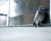 a distressed pigeon