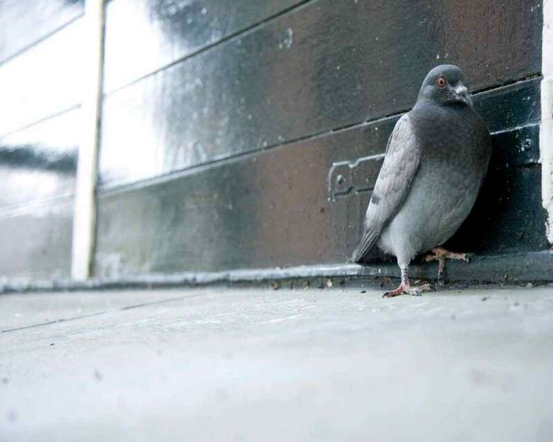 Do Pigeons Have Feelings? Do They Get Sad, Cry, Or Love?