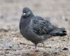 feral pigeon