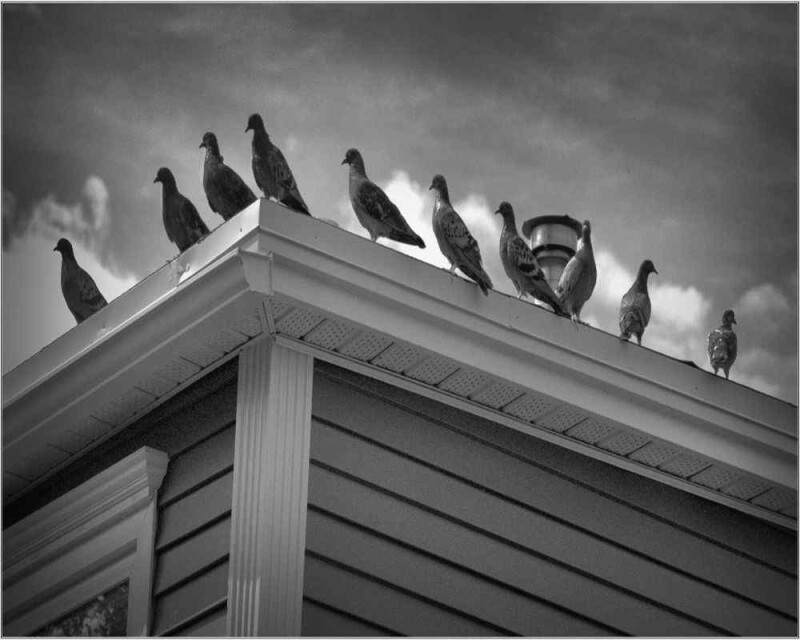 Do Pigeons Have Feelings? Do They Get Sad, Cry, Or Love?