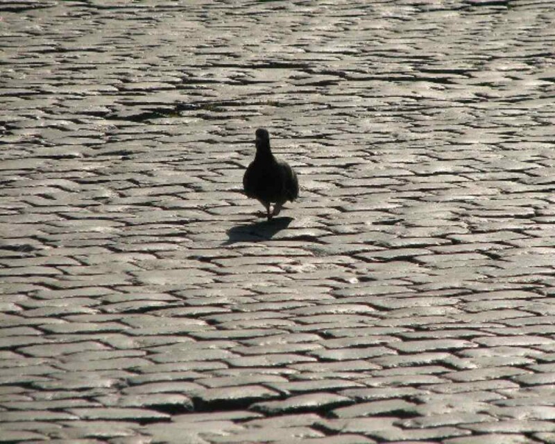 Do Pigeons Have Feelings? Do They Get Sad, Cry, Or Love?