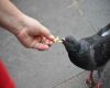 pigeon eating from hand