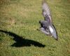 pigeon flying away