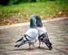 pigeon kissing