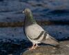 pigeon near sea at night