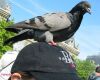 pigeon with male human