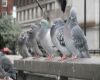 pigeons on the lookout