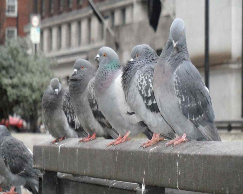 Do Pigeons Have Feelings? Do They Get Sad, Cry, Or Love?
