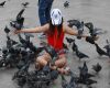 pigeons showing affection to human