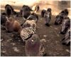 several pigeon pairs