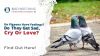 Do Pigeons Have Feelings? Do They Get Sad, Cry, Or Love? Thumbnail