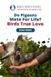 Do Pigeons Mate for Life? Birds True Love Thumbnail