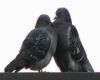 an adult pigeon pair