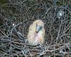 baby pigeon