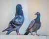 courting pigeons